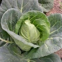 Cabbage Bacalan de Rennes - 300+ seeds - B 094 - £1.57 GBP