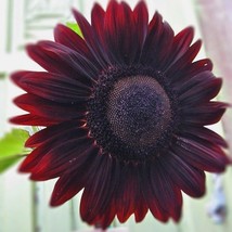 Best SELLER USA Sunflower Velvet Queen 50 Seeds Eye Catching - £7.05 GBP