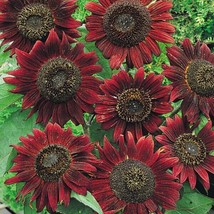 100 seeds Sunflower VELVET QUEEN Heirloom 8” Blooms Birds &amp; Butterflies NonGMO - £9.80 GBP