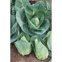 250 Seeds Early Jersey Wakefield Cabbage Heirloom Seeds Fast Plant Quick Garden - $8.35