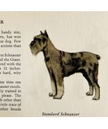 Standard Schnauzer 1939 Dog Breed Art Ole Larsen Color Plate Print PCBG17 - $40.99 CAD