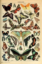 Monarch Butterfly Room Decor Colorful Moth Chart Bookplate Retro Botanical - £31.16 GBP