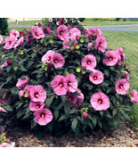 Swamp Mallow Rose Seeds Pink Hardy Hibiscus Flowers Garden 20 Seeds - £5.40 GBP