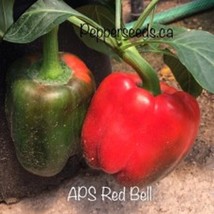 25 Seeeds Aps Bell Red Pepper Fresh Fast Shipping - $167.06 MXN
