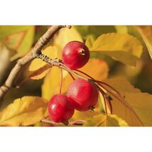 Pure Herbs: Wild Cherry Bark "Special"  - 4 oz. (Natural Herbal Extracts) image 2