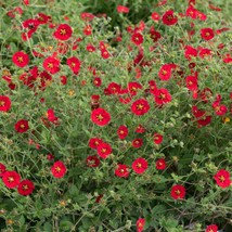 Scarlet Cinquefoil Pollinators Bees Hummingbirds Red Flower 1000 Seeds USA Fast  - £11.35 GBP