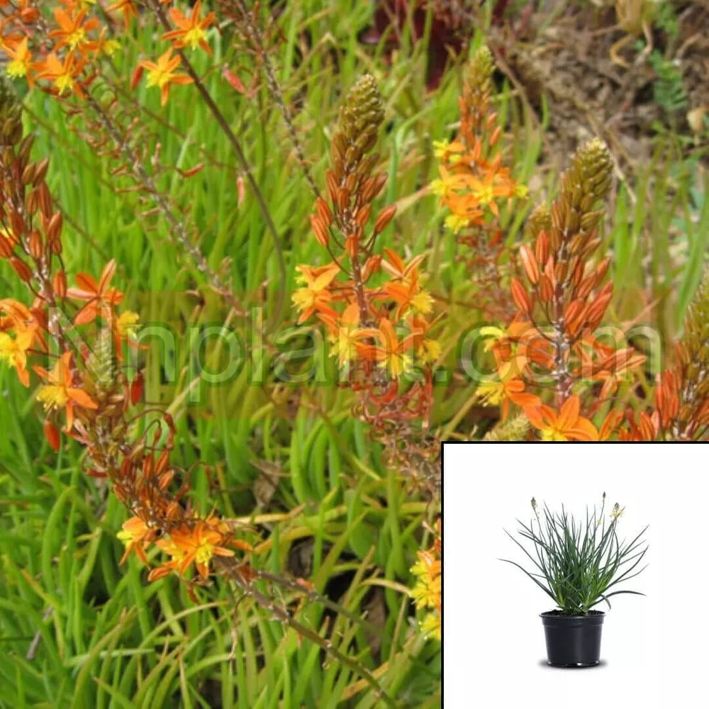 Bulbine Hallmark Orange 1Gallon Bulbine Frut Hallmark Orange Stalked Bulbine - £23.49 GBP