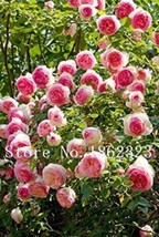 10 pcs Chinese Peony Tree Seeds - 3 Types of Types FROM GARDEN - £6.04 GBP