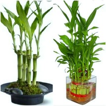 6 Lucky Bamboo Stalks Rooted Plants - 4&quot;, 6&quot;, 8&quot; Feng Shui - £24.97 GBP