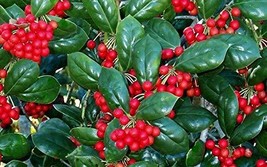 Dwarf Burford Holly, Hardy in Zones 5-9 - £21.10 GBP