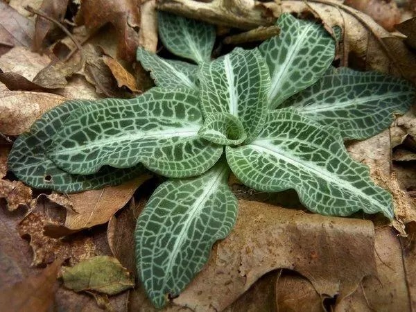 Rattlesnake Orchid 5 roots perennial - $29.99
