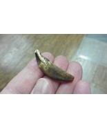 (ak-t**th-75) 1-1/2&quot; Ancient Siberian dog canine t**th DIY wire for pendant - $30.77 CAD