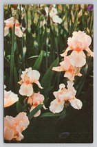 Iris Happy Birthday Montclair New Jersey David Hall Hybrid Flower Postcard - £14.94 GBP