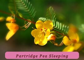254 Seeds Partridge Pea Sleeping Sensitive Plant Ready To Bloom - $37.42 MXN