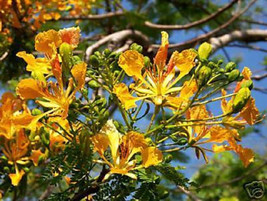 AWS Delonix Regia Yellow Flamboyan Royal Poinciana 50 Seeds - $26.99