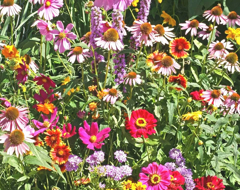 KingStore 2001 Pollinator Mix 17 Native Wildflowers Annual Planting Seeds - £7.48 GBP