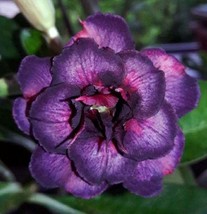 4 pcs Dark Purple Pink Desert Rose Seed Adenium Obesum Flower Exotic Garden - £10.82 GBP
