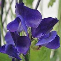 10 Navy Blue Sweet Pea Flower Seeds Non-GMO - £6.21 GBP