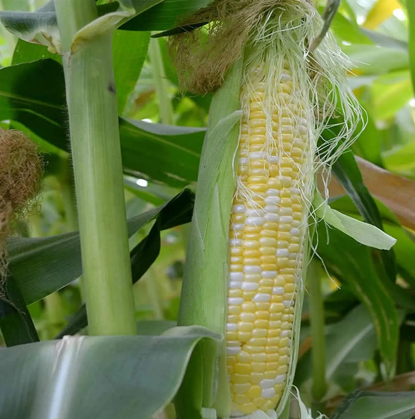 15 of Peaches and Cream Sweet Corn Seeds, Ambrosia, Bicolor Corn, Heirloom - £5.68 GBP