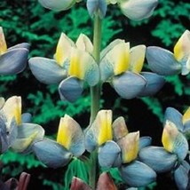 Fresh 30+ Lupinus Cruickshankii Sunrise Flower Seeds Perennial - $6.90