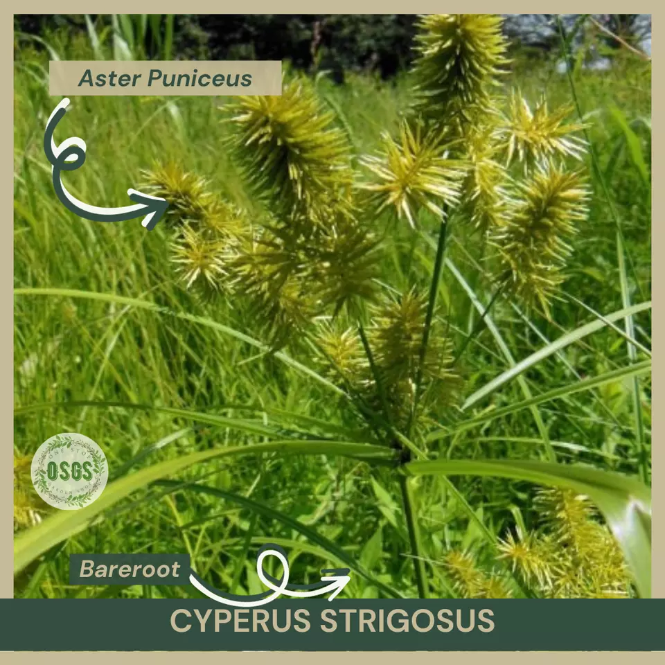 Bareroot | Cyperus strigosus | Straw-colored Flatsedge | Native Plant | Sedgere - $16.25