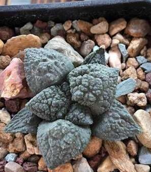 100Seeds Fresh Real Ariocarpus Retusus Yanmudan Planta Suculenta Semillas Sement