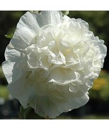 Chaters Double White Hollyhock Seeds Non Gmo Fast Growing - £7.19 GBP