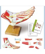 Scientific Foot Anatomy Model with 9 Removable and Numbered Parts Of Foo... - $110.55 CAD