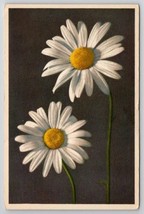 Daisy Flowers Art Postcard L21 - £2.35 GBP