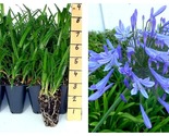 3 Live Plants Agapanthus Africanus Blue Lily of The Nile Blooming Ground... - £51.07 GBP