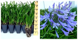 3 Live Plants Agapanthus Africanus Blue Lily of The Nile Blooming Groundcover - £52.22 GBP