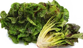 LWSTORE 1000 Freckles Romaine Lettuce Seeds Non Gmo Fresh Seedsfun Crisp Tasty U - £6.29 GBP