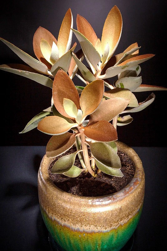 Copper Spoons kalanchoe orgyalis spoon rare succulent exotic seed 100 SEEDS - $26.86