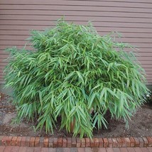 HSeeds 15+ Seeds Bamboo &#39;Sunset Glow  House Plant-  Garden- Flowers - $6.95