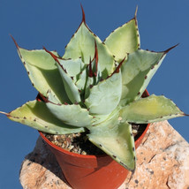 Worldwide Shipping 10Pcs Agave Seemanniana Agave Garden Plants Seeds - $26.96