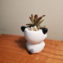 Mini Panda Planter with Panda Plant Succulent, Animal Plant Pot with Kalanchoe image 5