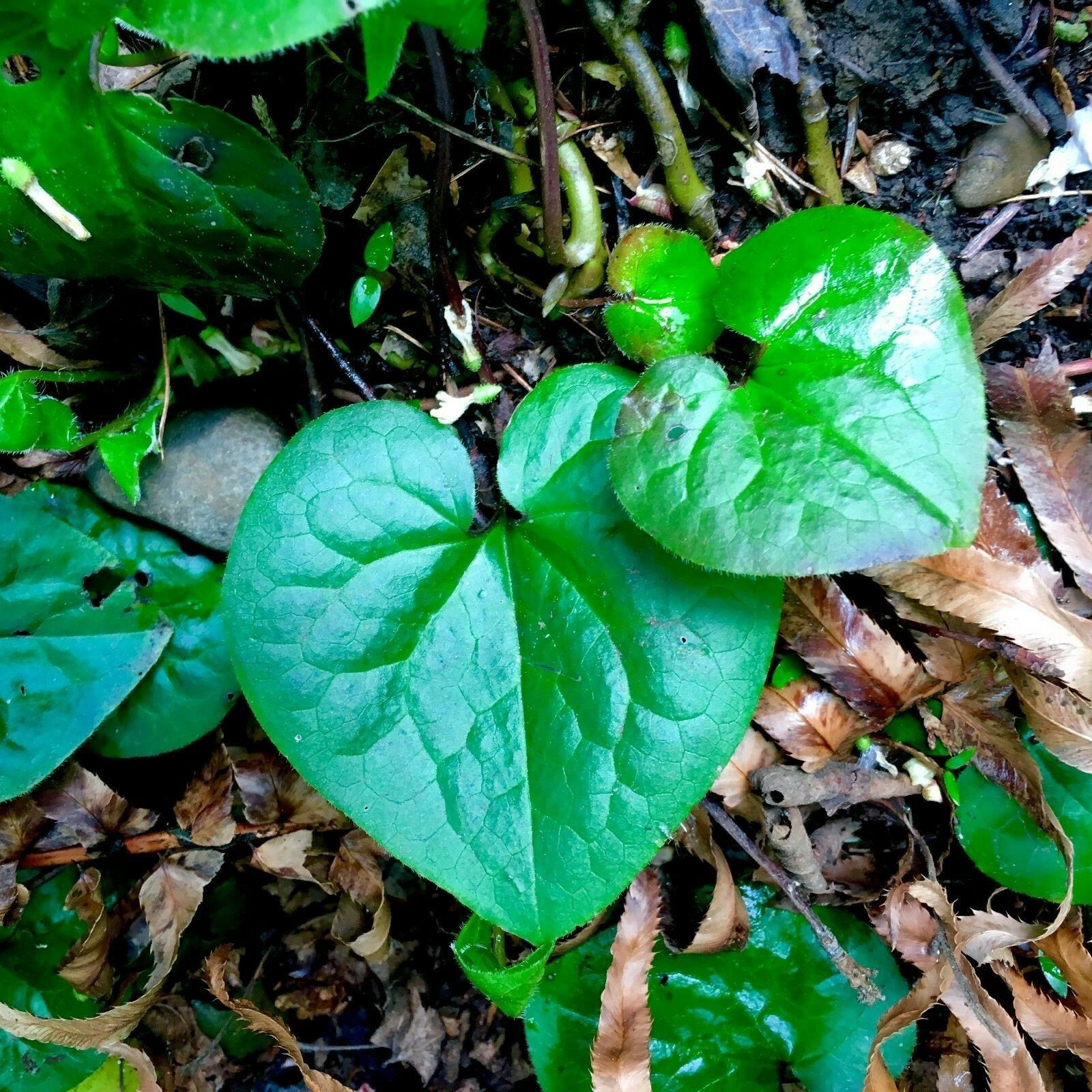 5 Heart Shape Ginger Little Brown Jug Evergreen Asarum Virginicum - $45.99