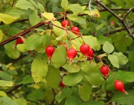 Fresh 50 Woods Rose Seeds Rosa Woodsii Grow Wild Rose Bushes - £12.78 GBP