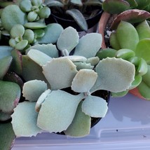 Succulent Plant Kalanchoe Millotii, 2&quot; live houseplant, fuzzy leaves - £6.28 GBP