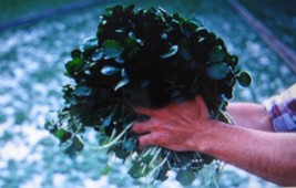 Cress Watercress 100 Seeds New Fresh Seeds - $18.56