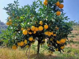 23 Seeds Sweet Orange Tree R API D Garden Beauty With Heirloom Seeds - $14.69