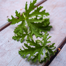 Semente Plant Herb Insect Repellent Grass 200 PCS Seeds - $10.76