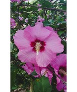 10 Live pink rose of sharon cuttings for propagation or crafting: Fast s... - £15.02 GBP