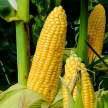 30 Pcs Honey Select Triple Sweet Corn Seeds #MNTS - £6.21 GBP