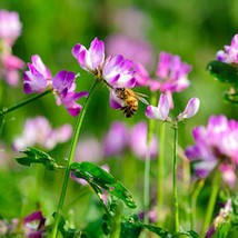 50 Milk Vetch Astragalus Sinicus Pink Purple Flower Ground Cover Legume Seeds Ne - £12.16 GBP