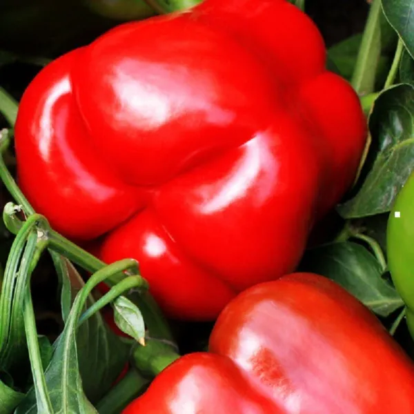 25 Red Knight Pepper Seeds Red Bell Pepper Garden - £12.97 GBP
