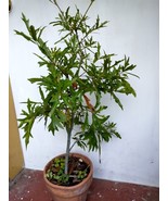 Southern swamp watern oak tree for Bonsai (Quercus nigra) - $45.05
