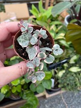 String of Hearts Variegated Ceropegia Woodii 2&quot; Pot Live Plant - £7.82 GBP