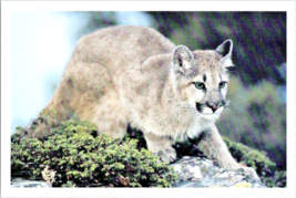 Postcard Mountain Lion Cougar Puma Close Instinction USA Audubon 6 x 4&quot; - £3.95 GBP