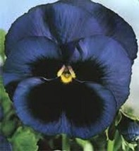 35+ Navy Blue Swiss Giant Ullswater Viola Flower Seeds Shade - £7.75 GBP